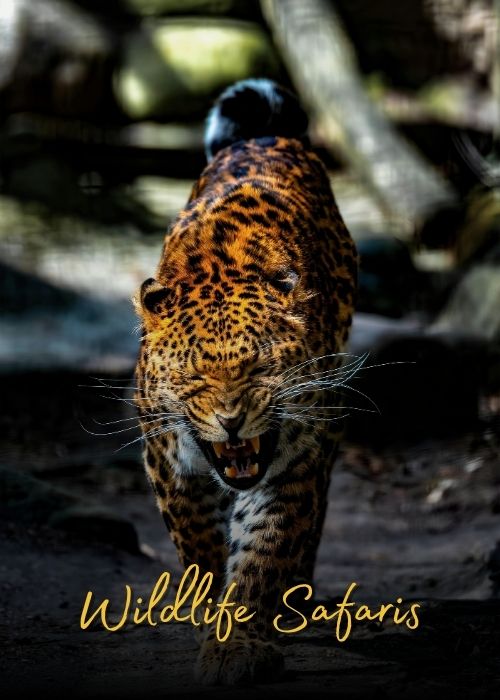 500 X 700 (66)