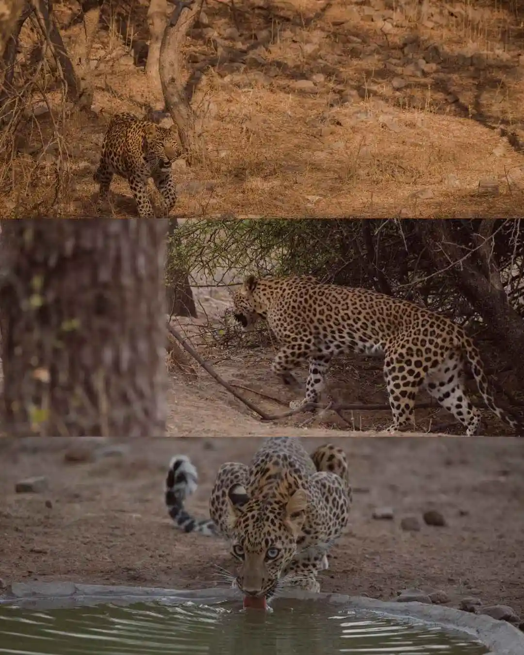 Rohit (17)